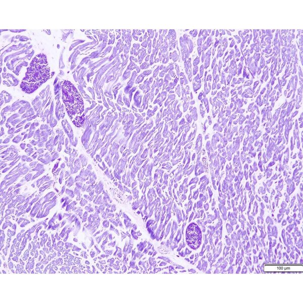 Tissue Control Slide